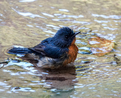 Cyornis whitei