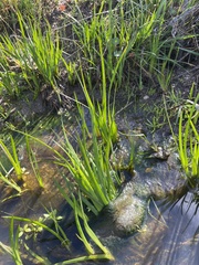 Juncus phaeocephalus