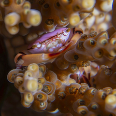 Tetralia rubridactyla