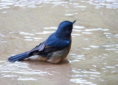 Cyornis whitei