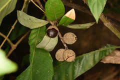 Castanopsis fissa