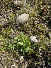 Primula clevelandii