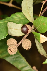 Castanopsis fissa