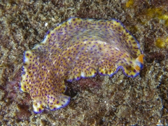 Pseudoceros
