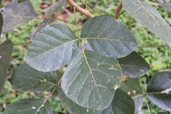 Butea monosperma
