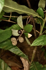 Castanopsis fissa