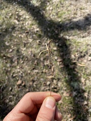 Clarkia