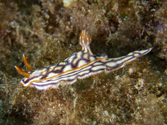 Hypselodoris jacksoni