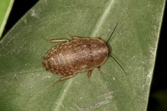Opisthoplatia orientalis