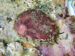 Haliotis coccoradiata