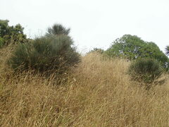 Carmichaelia muritai