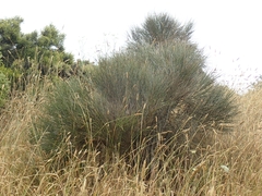 Carmichaelia muritai