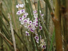 Carmichaelia muritai