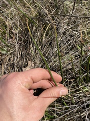 Juncus mexicanus