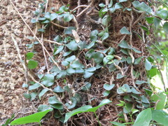 Microgramma mortoniana