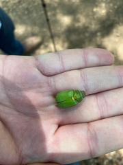 Brachysternus prasinus