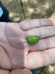 Brachysternus prasinus