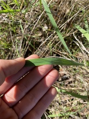 Bromus carinatus