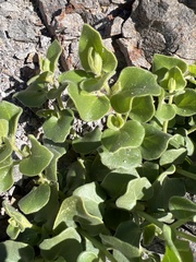 Mirabilis tenuiloba