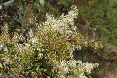 Bursaria spinosa spinosa