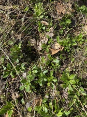 Primula clevelandii