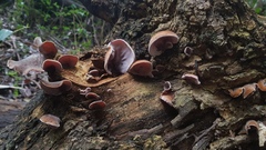 Auricularia cornea