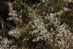 Bursaria spinosa spinosa