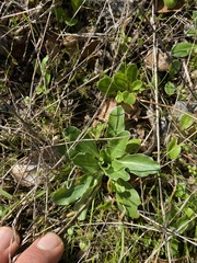 Primula clevelandii