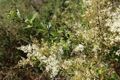 Bursaria spinosa spinosa