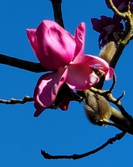 Magnolia campbellii