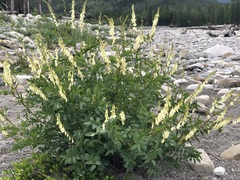 Hedysarum sulphurescens
