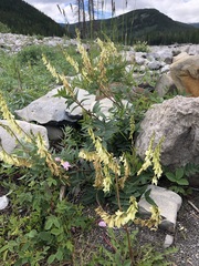 Hedysarum sulphurescens