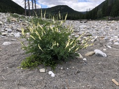 Hedysarum sulphurescens