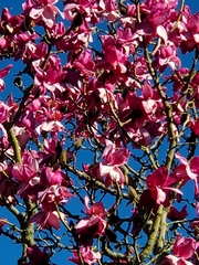 Magnolia campbellii