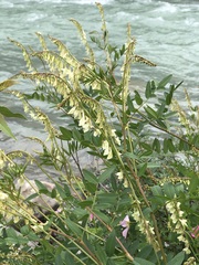 Hedysarum sulphurescens