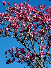 Magnolia campbellii