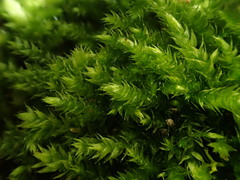 Brachythecium frigidum