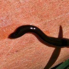 Kontikia ventrolineata