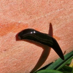 Kontikia ventrolineata