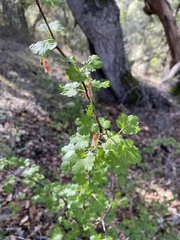 Ribes californicum