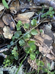 Clinopodium douglasii