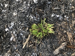 Dichanthelium laxiflorum