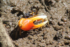 Tubuca coarctata