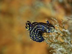 Polycera atra