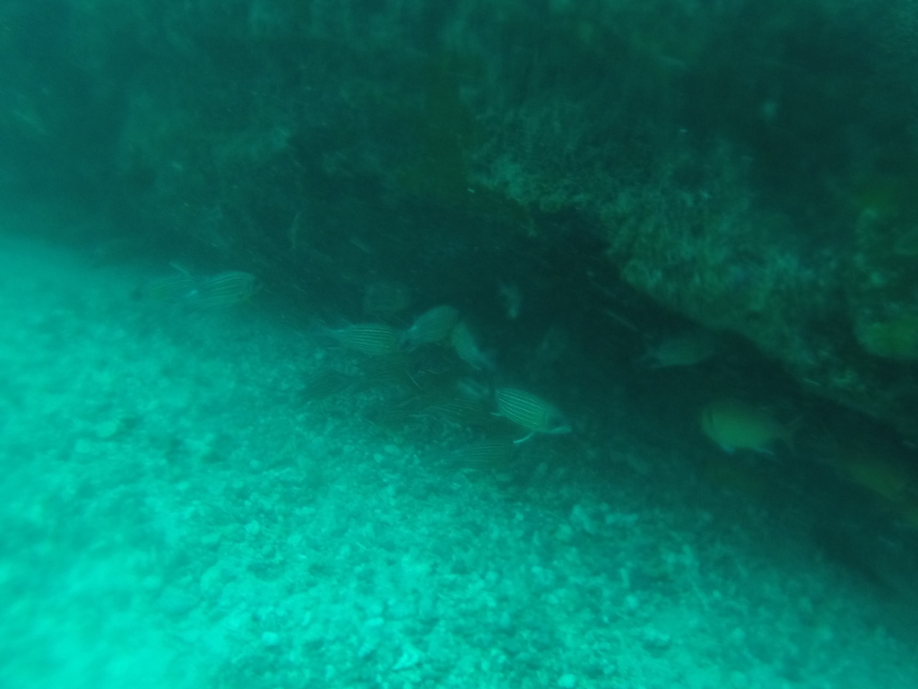 Red Soldierfish