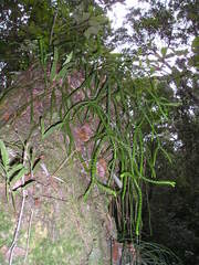 Phlegmariurus gnidioides