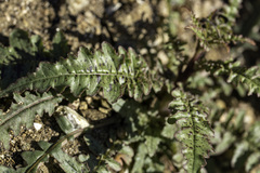 Eulobus californicus