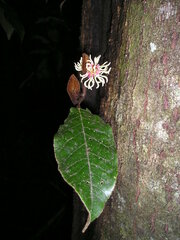 Trichocladus crinitus