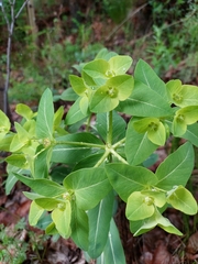 Euphorbia fischeriana