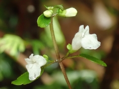 Scutellaria novae-zelandiae